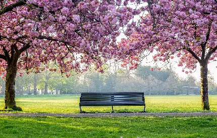 عکس نیمکت پارک زیر شکوفه های صورتی زیبا در فصل بهار