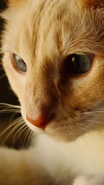 عکس از نزدیک گربه نارنجی برای پست و استوری 