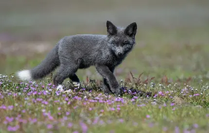 تصویر واقعی بچه روباه مشکی رنگ در طبیعت زیبا