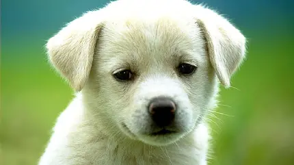 جدید ترین پروفایل سگ سفید غمگین برای واتساپ