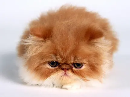 تصویر زمینه دلنشین بچه گربه پرشین کیوت قهوه‌ای