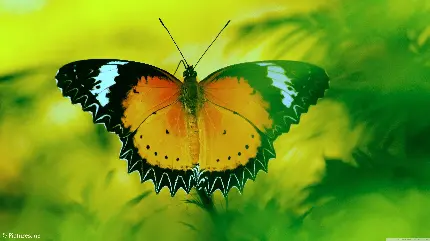 عکس پروانه زیبا از نزدیک برای پروفایل