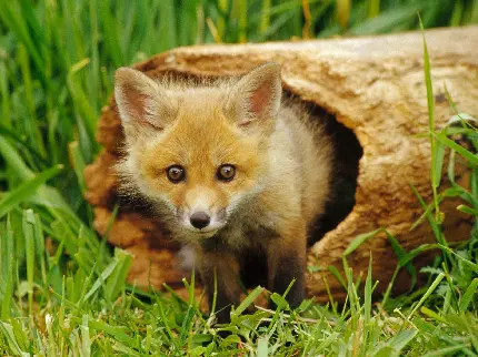 زیباترین Background لپتاپ از روباه کوچک در بهار