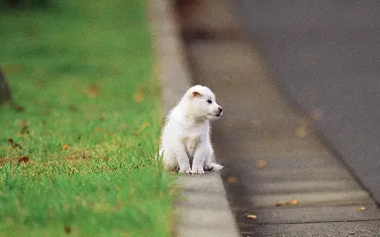 سگ باهوش سفید کنار خیابان در یک نمای هنری خاص