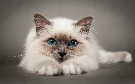 عکس و تصویر استوک با کیفیت گربه و دانلود وکتور گربه چشم رنگی