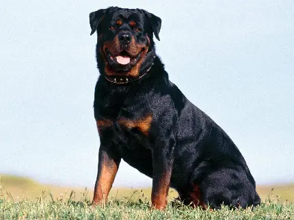 تصویر دیدنی قوی ترین نژاد سگ برای پست و استوری