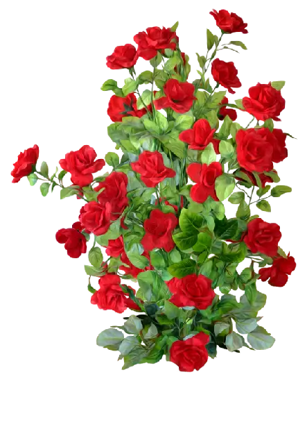 گل های قرمز رنگ PNG دوربری شده