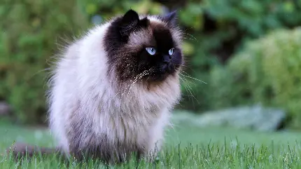 عکس گربه چشم آبی برای پروفایل