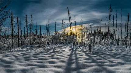 عکس خوشگل طلوع آفتاب در جنگل برفی به عنوان والپیپر