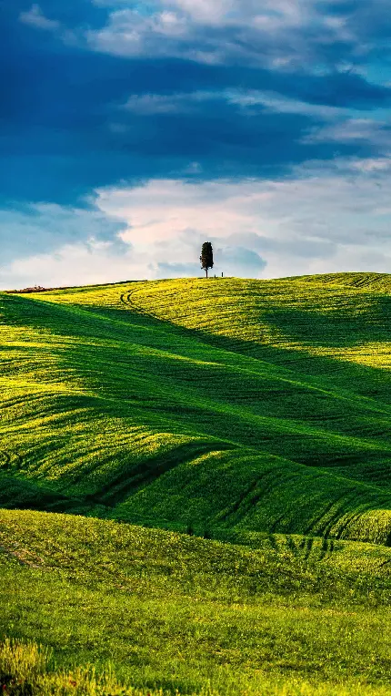 تصویر زمینه تک درخت تنها و غریب وسط تپه سبز رنگ برای گوشی