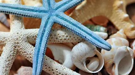 عکس ستاره دریایی و صدف برای والپیپر و تصویر زمینه