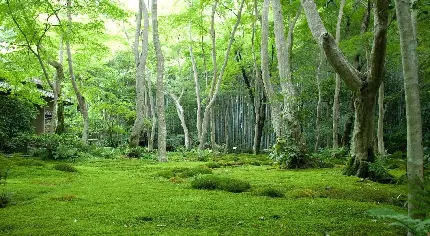 عکس جنگل خوشگل با تم سبز انرژی بخش مناسب شبکه های اجتماعی