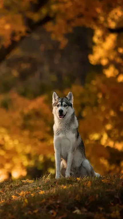 عکس پاییزی سگ هاسکی یکی از پرطرفدارترین نژادهای سگ