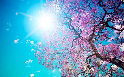 تصویر زیبا HD درخت پرشکوفه زیر تابش خورشید