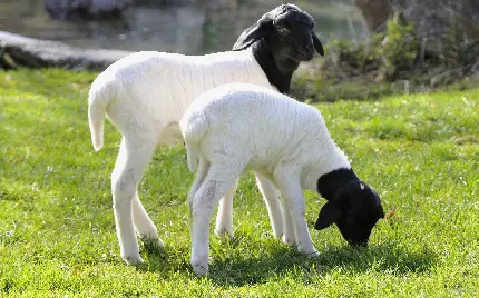 دانلود عکس دو بره گوسفند سفید درحال چرا و علف خوردن در طبیعت