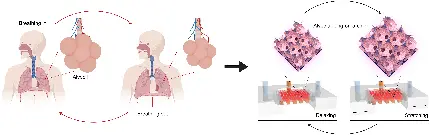عکس مکانیزم سیستم تنفسی و ریه انسان