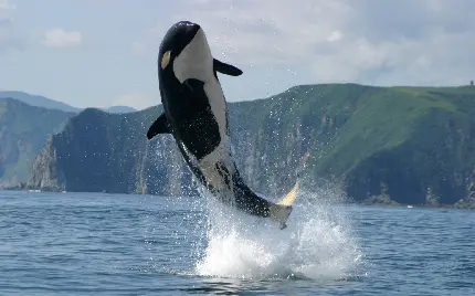 تصویر با کیفیت نهنگ قاتل و دانلود عکس استوک نهنگ در حال پریدن از آب