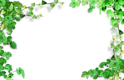 چاپ پوستر کادر پی ان جی بدون پس زمینه برگهای سبز برای نوشتن متن