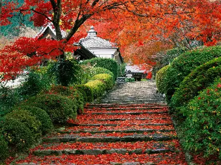 عکس خزان برگ درختان در طبیعت ژاپن