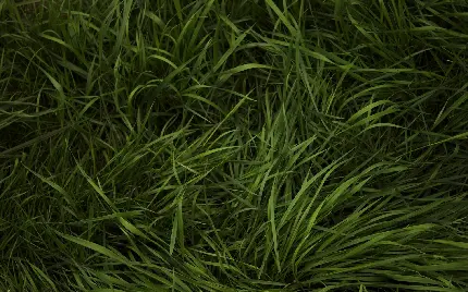 چاپ پوستر بک گراند شگفت انگیز از سبزی برای تصویر دسکتاپ 