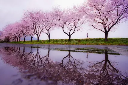 عکس انعکاس قشنگ درختان صورتی بهار در آب مناسب پروفایل 