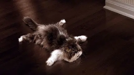 پروفایل بانمک از گربه ایرانی خسته لم داده روی زمین 