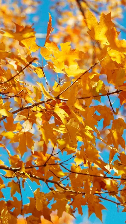 والپیپر برگ های پاییزی برای موبایل زیبا و باکیفیت