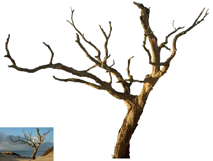 PNG دوربری درخت بلوط بدون برگ برای فتوشاپ 