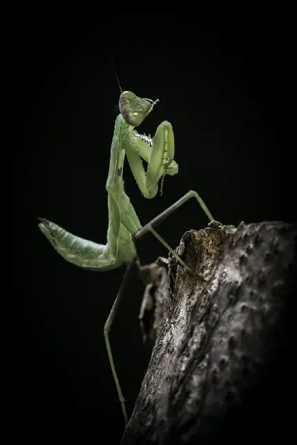 والپیپر بامزه از حشره Mantis به رنگ سبز روی درخت