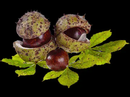 تصویر برگ و میوه بلوط با دو پوست سبز و قهوه‌‌‌ای