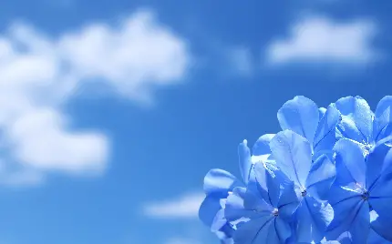 عکس استوک گل آبی در کنار آسمان آبی رنگ و زیبا