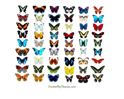 تصویر ۵۴ پروانه رنگارنگ با کیفیت خیلی بالا برای چاپ