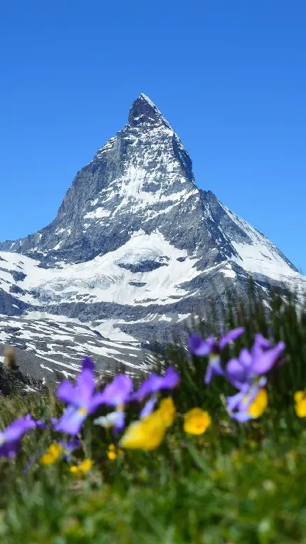 عکس استوک تماشایی گل های خوشگل در دامنه کوه سوئیس 