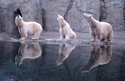 تصویر Full HD خرس های قطبی زیبا در کنار رودخانه برای تابلو