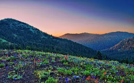 زمینه قشنگ پاورپوینت از گل های خوش رنگ در دامنه کوه