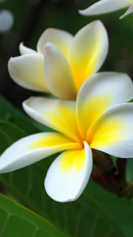 تصویر فوق العاده خوشگل Plumeria به رنگ زرد سفید