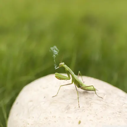 عکس سیگار در دست پسر طبیعی