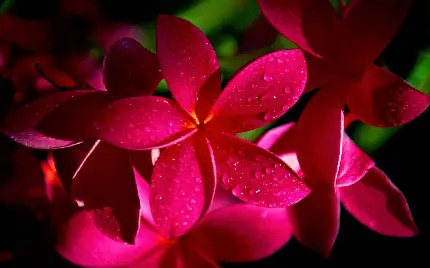 عکس خوشگل گل یاسمن قرمز یا پلومریا در کیفیت ویژه