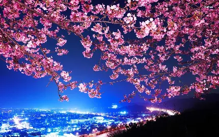 تصویر تماشایی بام شهر در شب با درختان پر از شکوفه صورتی