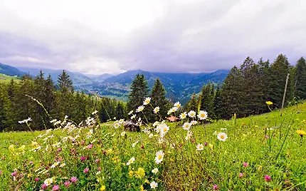 پس زمینه شکوهمند 8k با تصویر گل های بابونه در طبیعت