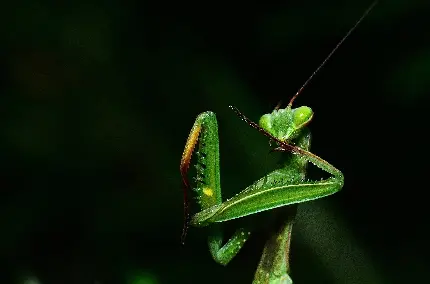 عکس ژست جالب آخوندک سبز زیبا با زمینه مشکی رنگ