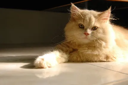 بک گراند گربه ایرانی کرمی ملوس مناسب انواع تبلت 