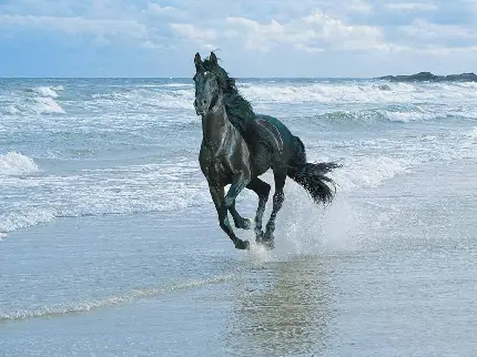 دانلود تصویر اسب سیاه زیبا و چالاک کنار ساحل دریا خروشان