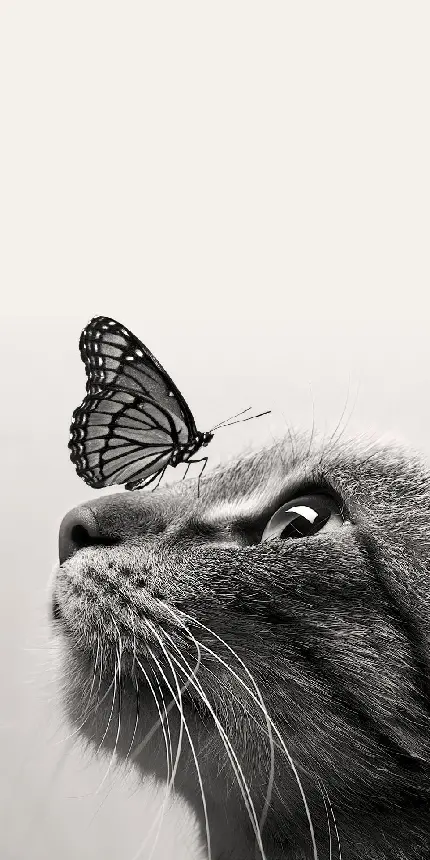 عکس پس زمینه سیاه و سفید گربه و پروانه برای موبایل