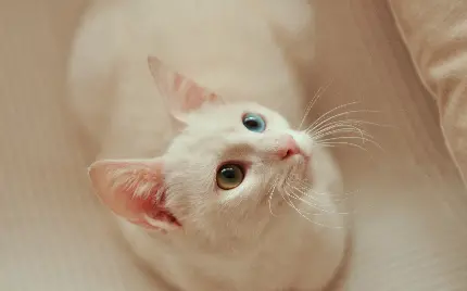 عکس گربه سفید رنگ با چشم های دو رنگ آبی و سبز