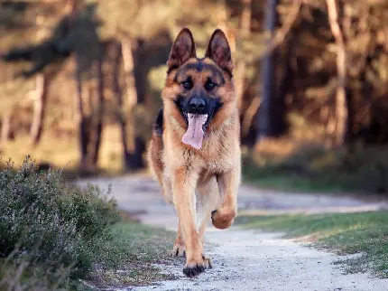 عکس باهوشترین سگ ژرمن شپرد