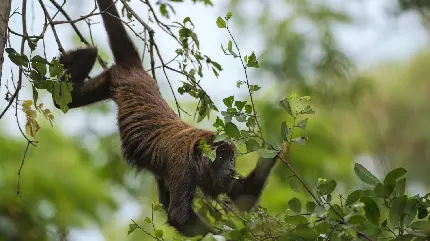 والپیپر و تصویر زمینه میمون بازیگوش بر روی درخت با کیفیت 4k