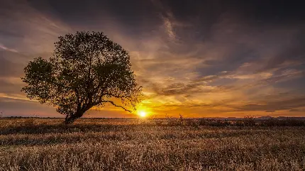 والپیپر قشنگ از غروب خورشید با درختی تنها مخصوص ویندوز 