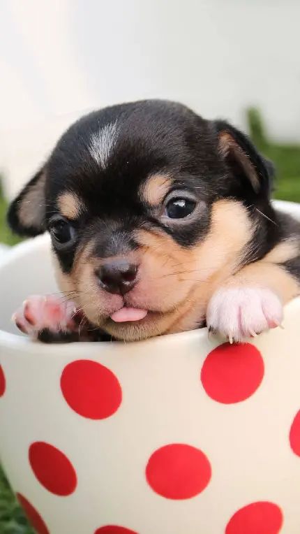 بامزه ترین عکس فانتزی 4K سگ کوچولو درون فنجان