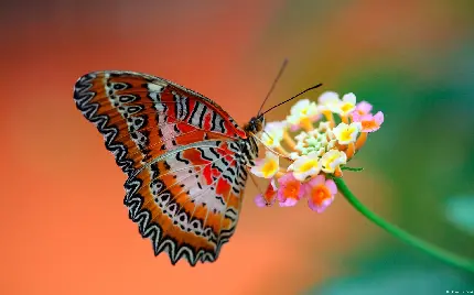 عکس پروانه با الگو ها و رنگ های خیره کننده در بال هایش